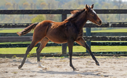 HorseID: 2276332 Cerulean Poco Duo - PhotoID: 1049583