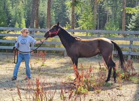 HorseID: 2276347 CS Poco Lenas Bosque - PhotoID: 1059601