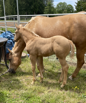 HorseID: 2276454 IRISH PAY STUD COLT - PhotoID: 1060045