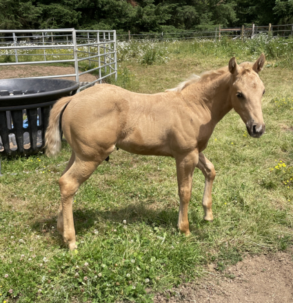 HorseID: 2276454 IRISH PAY STUD COLT - PhotoID: 1060046