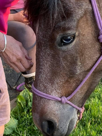 HorseID: 2276567 Lady Red Hawk - PhotoID: 1049898