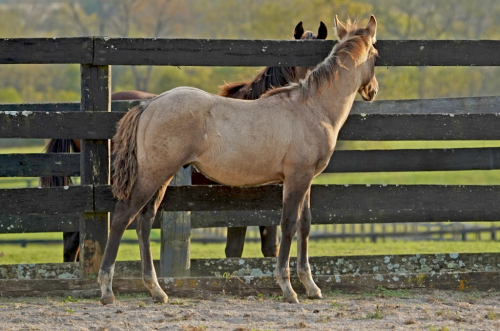 HorseID: 2277012 Cerulean Rey Del Sol - PhotoID: 1050467