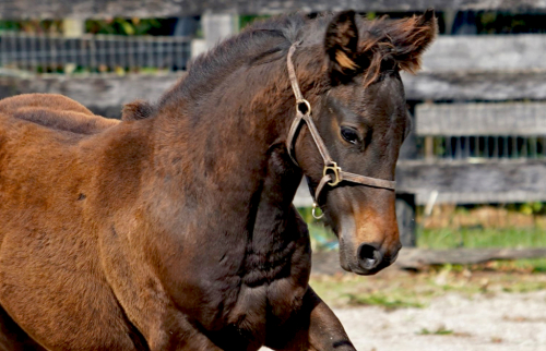 HorseID: 2277030 Cerulean Kokopelli - PhotoID: 1050496