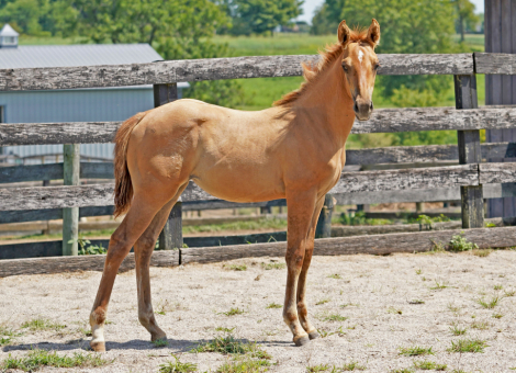 HorseID: 2277072 Cerulean Zaharra - PhotoID: 1050560