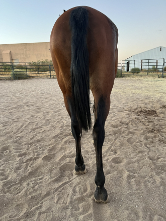 HorseID: 2277111 Al Marah Fair Lette - PhotoID: 1059567