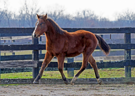 HorseID: 2277242 Cerulean Roanoke - PhotoID: 1050702