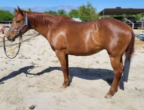 HorseID: 2277859 Dakotas Red Bobos - PhotoID: 1051991