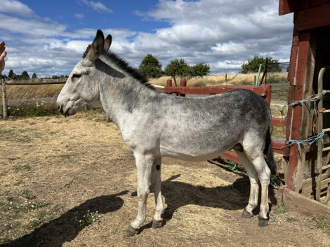 HorseID: 2278286 Donkey-Jack - PhotoID: 1052192