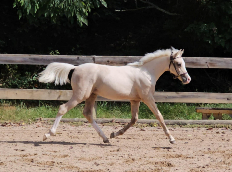 HorseID: 2278365 Boston Run Shimmer - PhotoID: 1052288