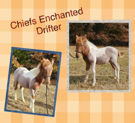 HorseID: 2278818 Chiefs Enchanted Drifter - PhotoID: 1052950