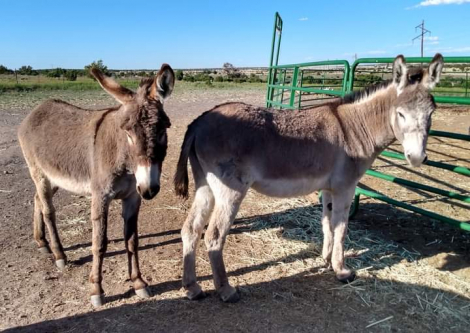 HorseID: 2279039 Ted and Fred Pair of Tame Burro geldings - PhotoID: 1058385