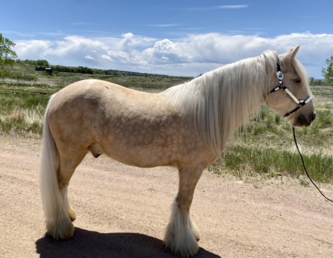 HorseID: 2279231 Bandera Scotland the Brave - PhotoID: 1053406