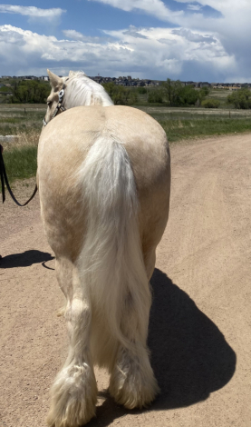 HorseID: 2279231 Bandera Scotland the Brave - PhotoID: 1060151