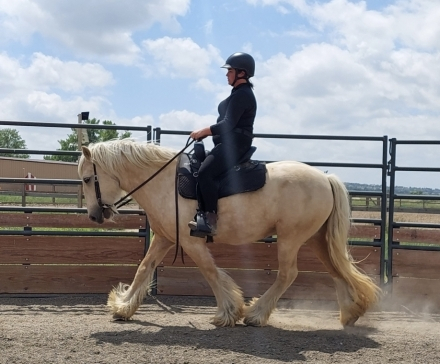 HorseID: 2279231 Bandera Scotland the Brave - PhotoID: 1060152