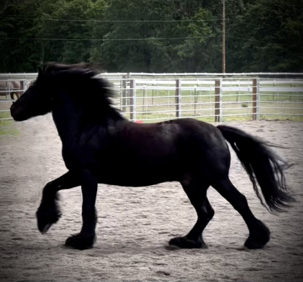 HorseID: 2280006 Littletree Matador - PhotoID: 1054434