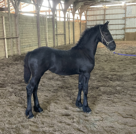 HorseID: 2280379 Fancy Friesian filly - PhotoID: 1054965