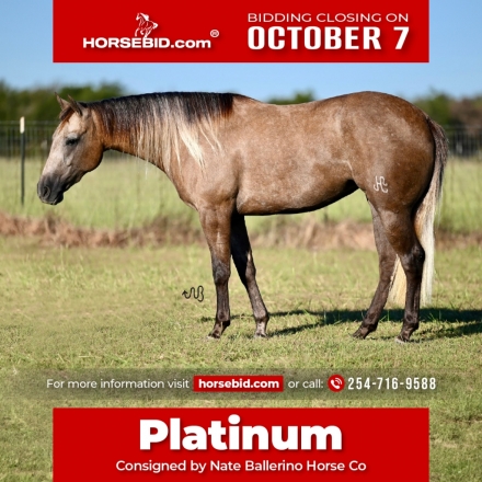 HorseID: 2280894 Platinum Rye - PhotoID: 1055712