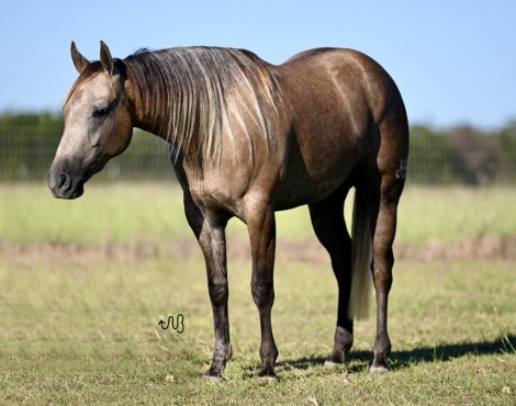 HorseID: 2280894 Platinum Rye - PhotoID: 1055713