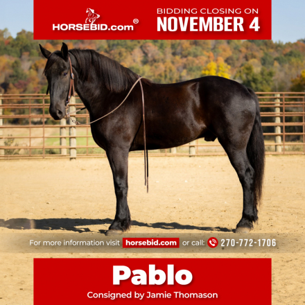 HorseID: 2280894 Pablo - PhotoID: 1055712