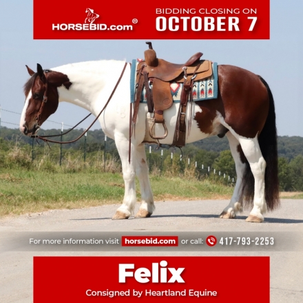 HorseID: 2280895 Felix - PhotoID: 1055700