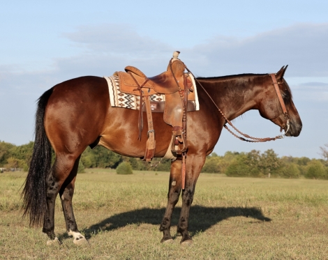 HorseID: 2280897 AMR Perkin Playgun - PhotoID: 1055710