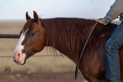 HorseID: 2280899 Diamond Coded Joe - PhotoID: 1055721