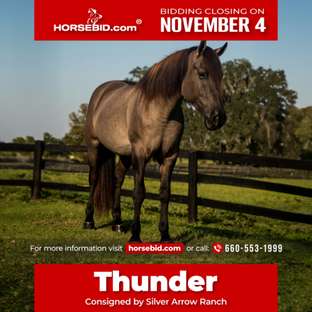 HorseID: 2280901 Thunder - PhotoID: 1055704