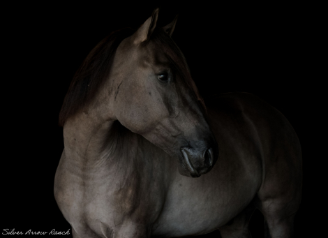 HorseID: 2280901 Thunder - PhotoID: 1055705