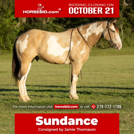 HorseID: 2280903 Sundance - PhotoID: 1055696