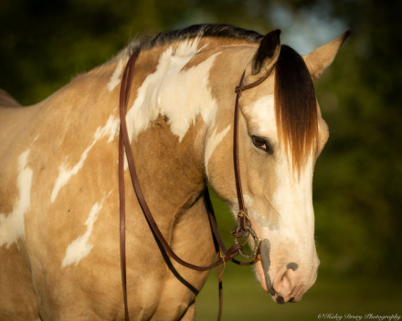 HorseID: 2280903 Sundance - PhotoID: 1055697