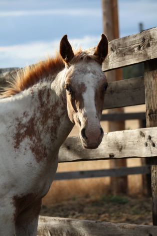 HorseID: 2281875 KJ Ghost Rider - PhotoID: 1060213