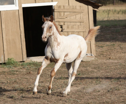 HorseID: 2281875 KJ Ghost Rider - PhotoID: 1060214