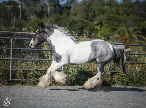 HorseID: 2281941 FGR Ainsley Lady of My Dreams - PhotoID: 1058746