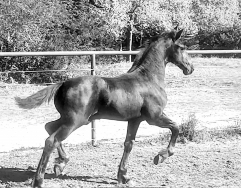 HorseID: 2282519 Caymus fan Bristol Hill -Bene476xSipke450xNanno372 - PhotoID: 1058662