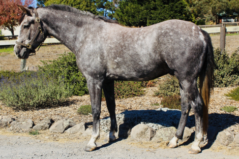 HorseID: 2282536 Gemstone Fletcher - PhotoID: 1058996