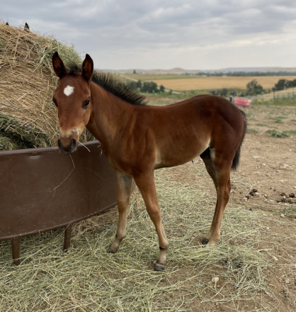 HorseID: 2282747 Drifts Slick Design - PhotoID: 1058330