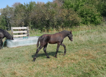 HorseID: 2282770 Black Satin - PhotoID: 1058124