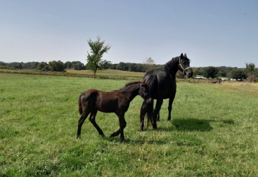 HorseID: 2282770 Black Satin - PhotoID: 1058125