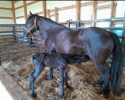 HorseID: 2282770 Black Satin - PhotoID: 1058623