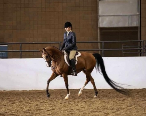 HorseID: 2282812 Marchella WS - PhotoID: 1058202