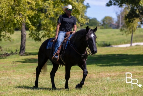 HorseID: 2282837 Chubs BR - PhotoID: 1058270