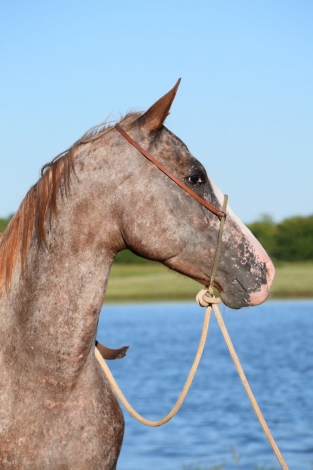 HorseID: 2282839 LM Sugarcube - PhotoID: 1058277