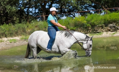 HorseID: 2282840 Mary Lynn BH - PhotoID: 1058280