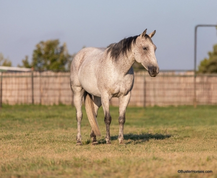 HorseID: 2282840 Mary Lynn BH - PhotoID: 1058282