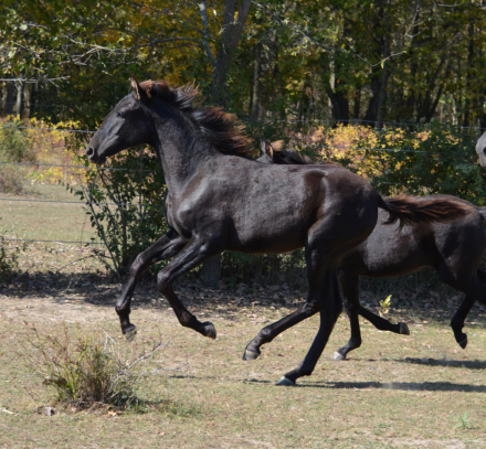 HorseID: 2282844 Starstruck Arabesca - PhotoID: 1060035