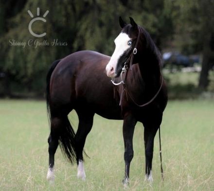 HorseID: 2282865 SMART SMOKEN CHEX - PhotoID: 1058306