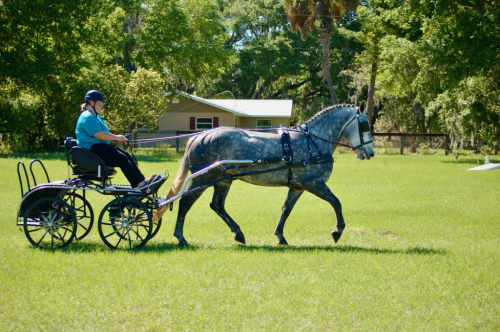 HorseID: 2282866 Speckled Hen Jenni - PhotoID: 1058366