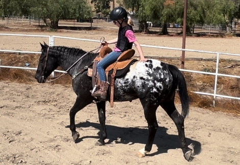 HorseID: 2282872 Oreo - PhotoID: 1058317