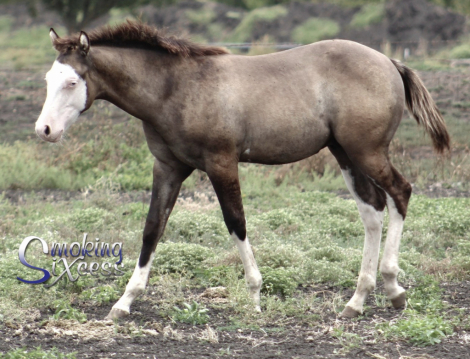 HorseID: 2282876 SMOKING SIXCESS X LAKOTAS LUNAR GLO - PhotoID: 1058337