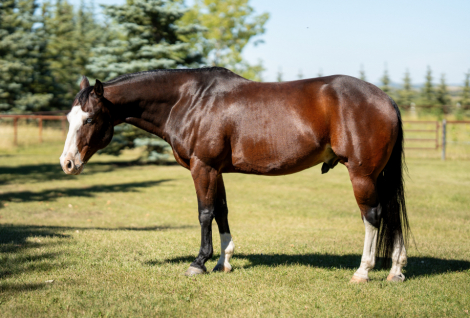 HorseID: 2282887 Guns are a Smokin - PhotoID: 1058352